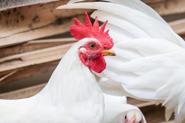 Белый цыпленок с красным гребнем - мягкий фокус — стоковое фото