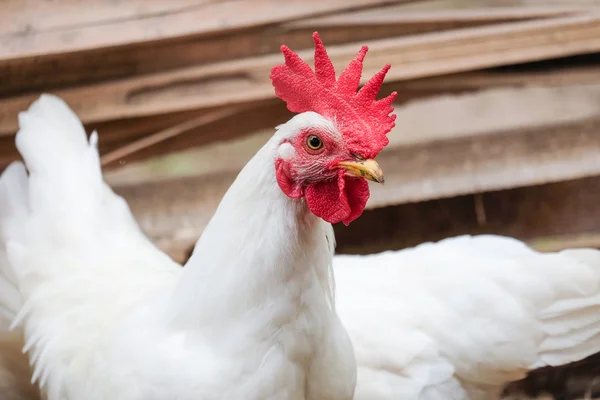 Белый цыпленок с красным гребнем - мягкий фокус — стоковое фото