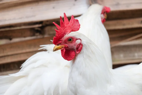 White Chicken with red crest - soft focus — Stock Photo, Image