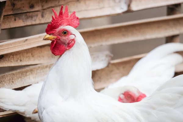 White Chicken with red crest - soft focus — Stock Photo, Image