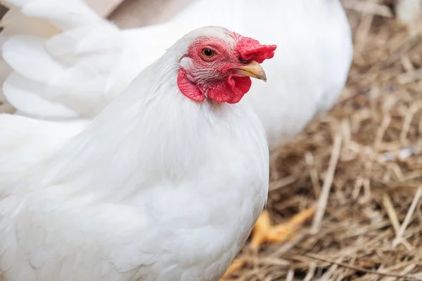 White Chicken with red crest - soft focus — Stock Photo, Image
