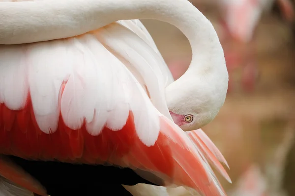 Pássaro grande rosa bonito Flamingo maior - Foco suave — Fotografia de Stock