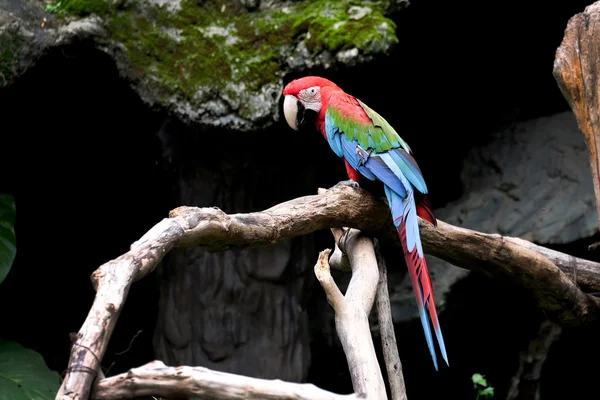 Arara-de-asa-verde (Ara ararauna), papagaio-da-arara — Fotografia de Stock