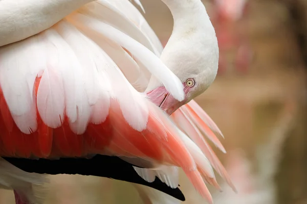 Bellissimo grande uccello rosa Grande fenicottero - Soft Focus — Foto Stock