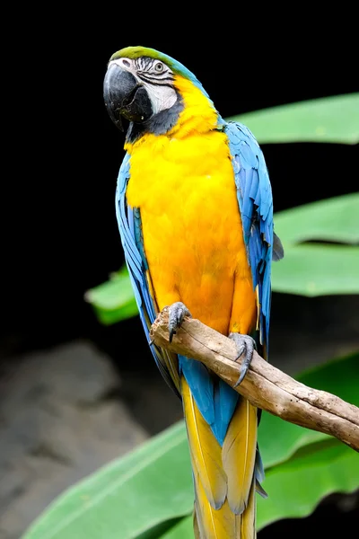 Arara-azul-e-amarela (Ara ararauna), papagaio-da-arara — Fotografia de Stock