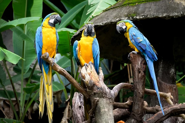 Artiglio azzurro e giallo (Ara ararauna), pappagallo dell'ara — Foto Stock
