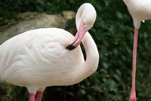 Gyönyörű rózsaszín nagy madár flamingó - lágy fókusz — Stock Fotó