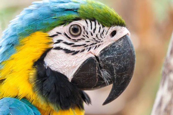 Head shot of beautiful Blue and Gold Macaw bird - Soft focus — Stock Photo, Image