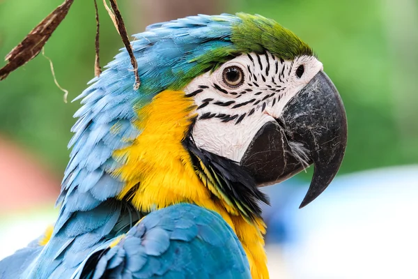 Head shot of beautiful Blue and Gold Macaw bird - Soft focus — Stock Photo, Image