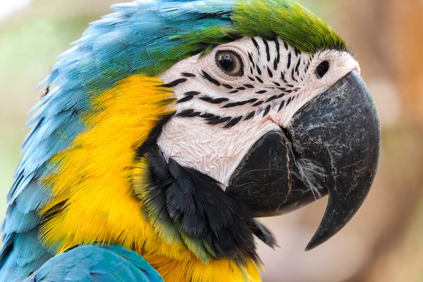 Head shot of beautiful Blue and Gold Macaw bird - Soft focus — Stock Photo, Image