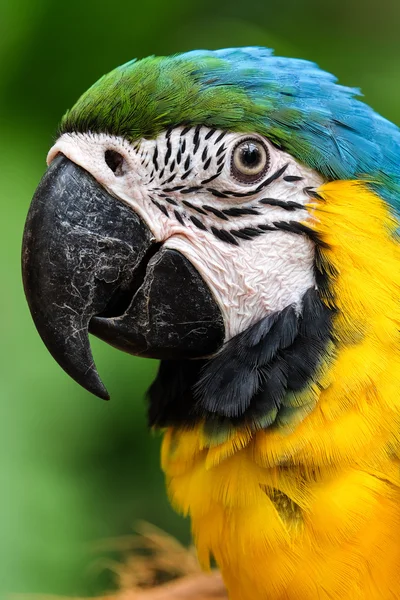 Head shot of beautiful Blue and Gold Macaw bird - Soft focus — Stock Photo, Image