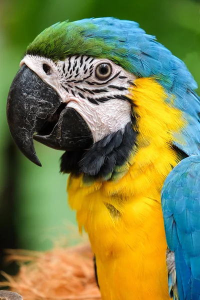 Head shot of beautiful Blue and Gold Macaw bird - Soft focus — Stock Photo, Image