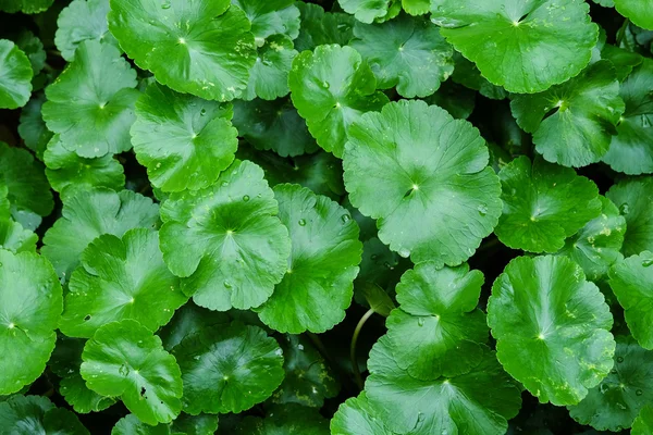 Lotus yağmur - yumuşak Socus sonra güzel yemyeşil yeşil yaprakları
