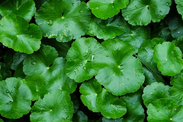 Hermosas hojas verdes exuberantes de loto después de la lluvia - Soft Socus — Foto de Stock