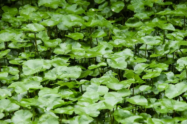 Beautiful lush green leaves of lotus after rain - Soft Socus — Stock Photo, Image