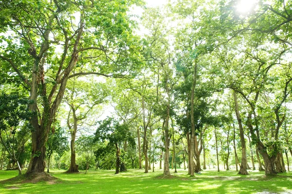 Yemyeşil yeşil ağaçlar park ve yağmur sonra güneş ışığı — Stok fotoğraf