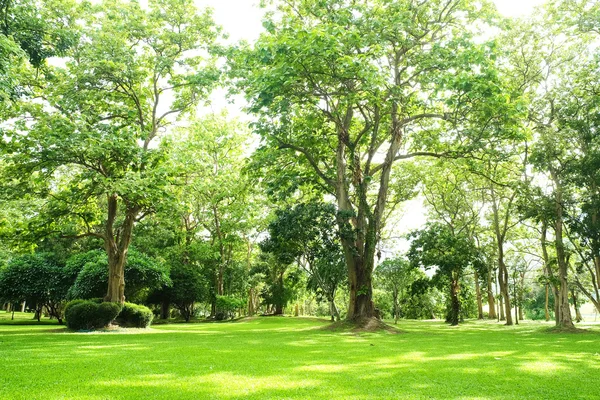 Lush green trees in park and sunlight after rain — Stock Photo, Image