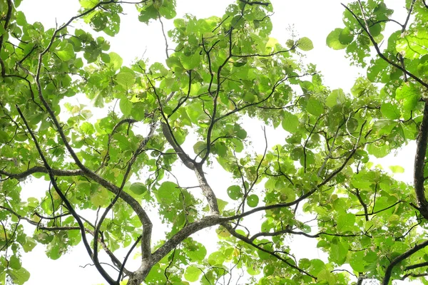 树枝自然绿叶纹理背景。在树荫下, 阳光和绿叶 — 图库照片