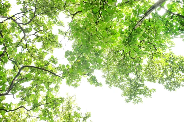 Ağaç doğa yeşil dalı doku arka plan bırakır. Güneş ışığı ve yeşil yaprakları ile ağaç görünümü altında — Stok fotoğraf