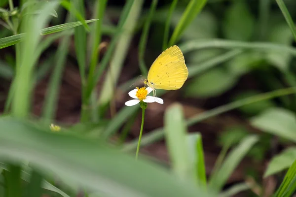Gyönyörű sárga pillangó a virág pollen a természetben — Stock Fotó