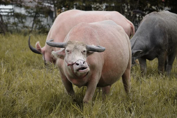 Buffalo asiatico nel prato - soft focus — Foto Stock