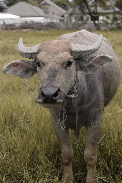 Búfalo asiático no prado foco suave — Fotografia de Stock