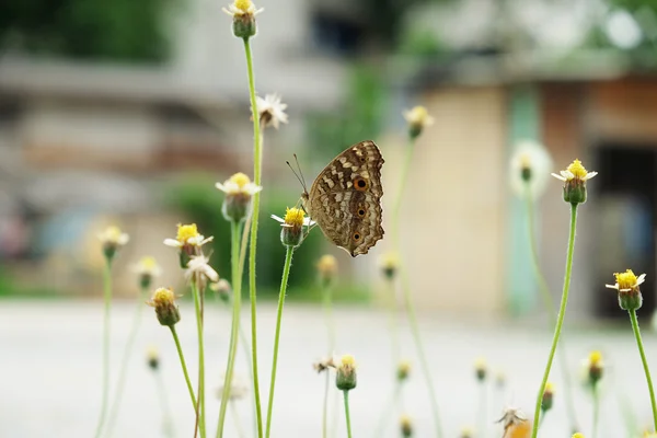 Желтая бабочка на распухшем цветке природы — стоковое фото