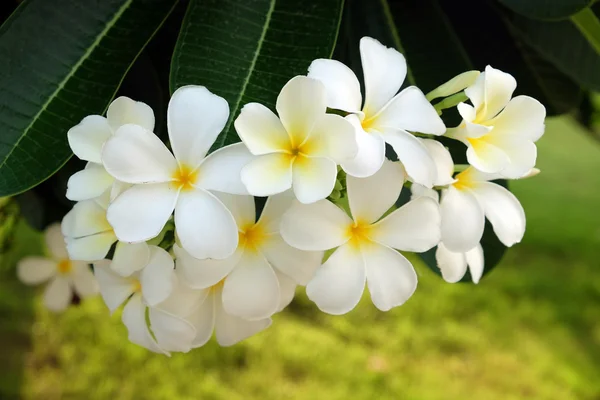 Біла квітка Frangipani - Розмитий фокус — стокове фото