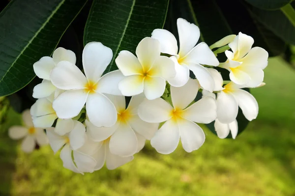 Witte Frangipani bloem - Soft Focus Sea... — Stockfoto