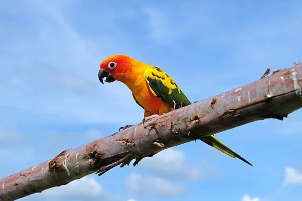 Lovely Sun Conure bird — Stock Photo, Image