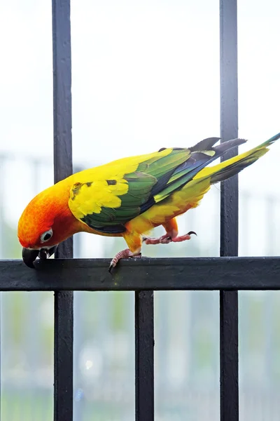 Lovely НД папуга птах на паркані — стокове фото