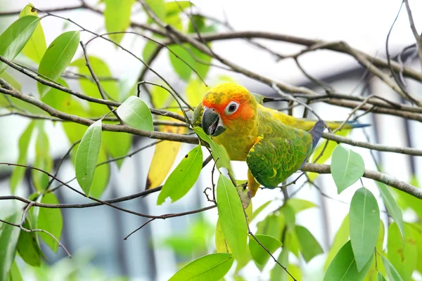 Mooie zon papegaaiachtigen vogel — Stockfoto