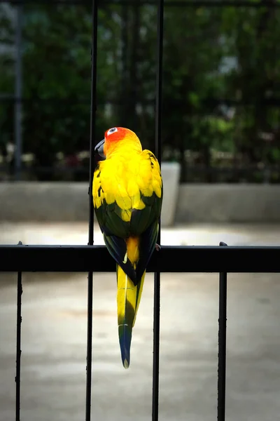 Lovely Sun Conure bird on the fence — Stock Photo, Image