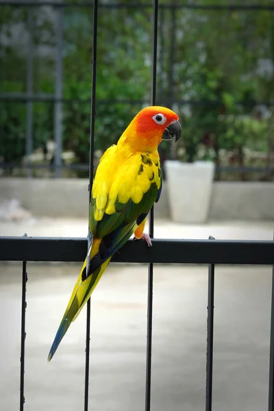 Precioso sol Conure pájaro en la valla — Foto de Stock