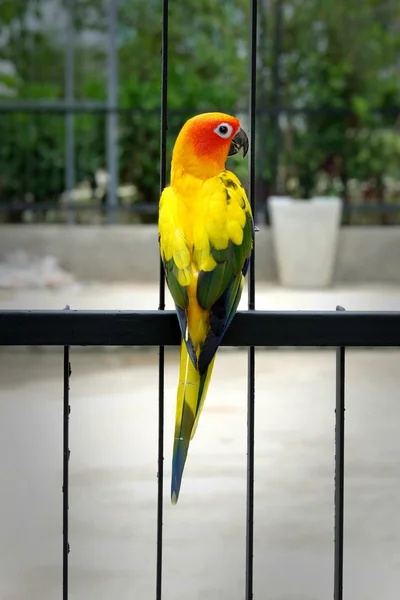 Precioso sol Conure pájaro en la valla —  Fotos de Stock