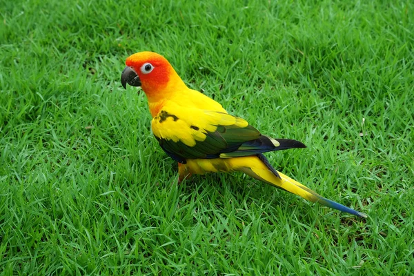 Adorável pássaro Sun Conure no prado — Fotografia de Stock