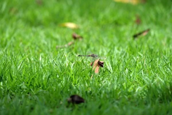 树叶上的蜻蜓 — 图库照片