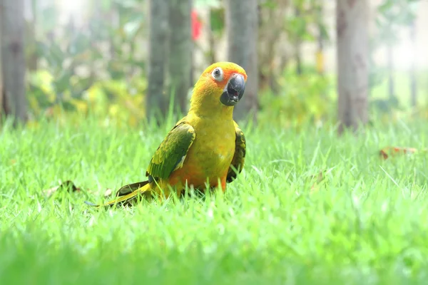 Lovely НД папуга птах на лузі — стокове фото