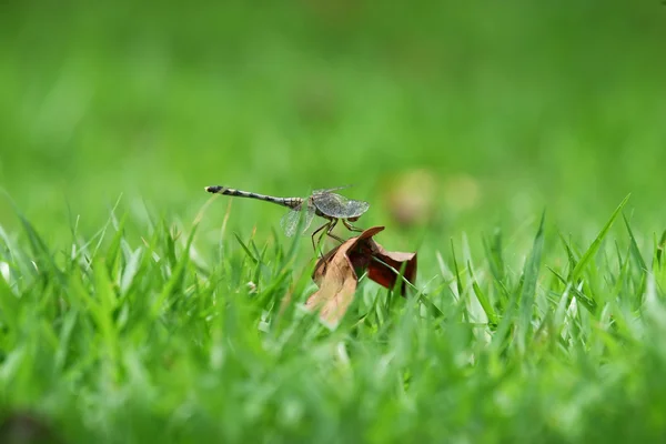 Libélula en la hoja — Foto de Stock