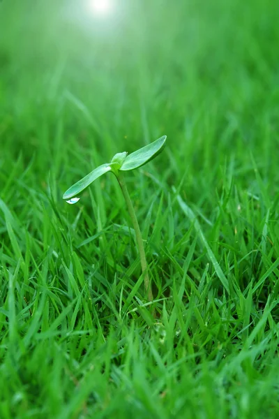 Broto verde com gota de orvalho na natureza — Fotografia de Stock