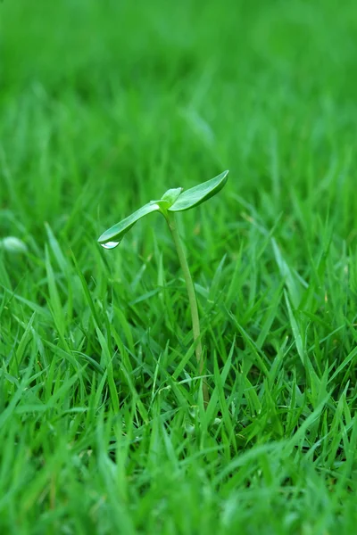 Green sprout with dew drop in nature — Stock Photo, Image