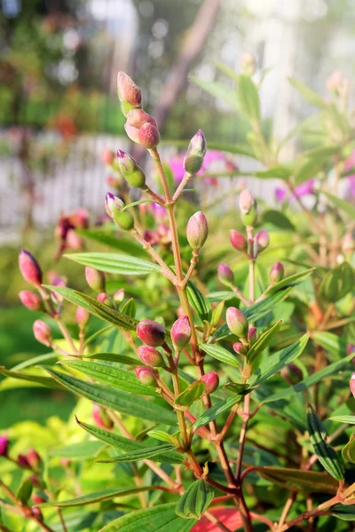 Buds in the garden — Stock Photo, Image