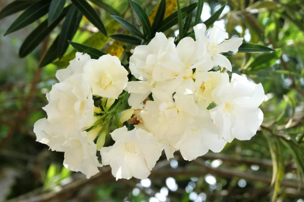 Romantikus és tiszta fehér virág — Stock Fotó