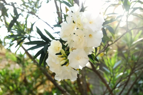 Flor branca romântica e pura — Fotografia de Stock