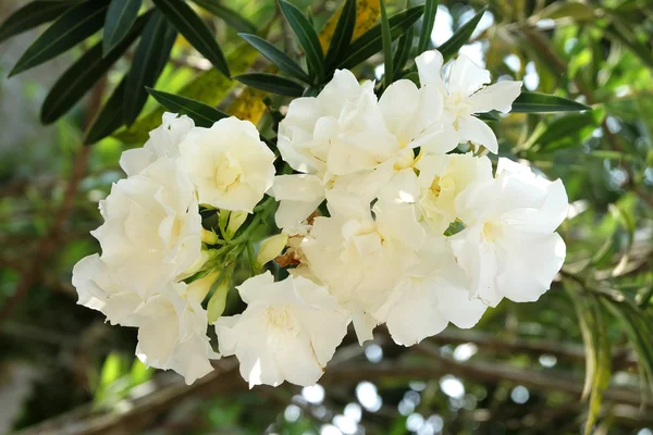 Flor blanca romántica y pura — Foto de Stock