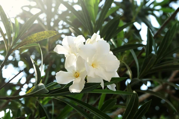 Flor branca romântica e pura — Fotografia de Stock