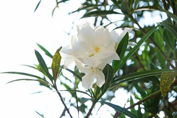 Flor branca romântica e pura — Fotografia de Stock