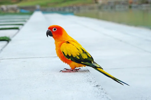 Cute Sun conure em postura adorável — Fotografia de Stock