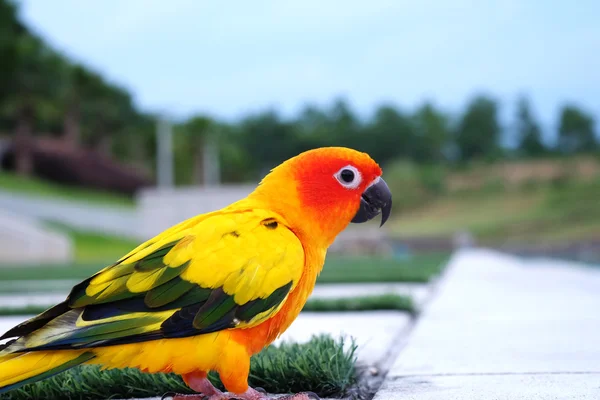 Cute Sun conure em postura adorável — Fotografia de Stock