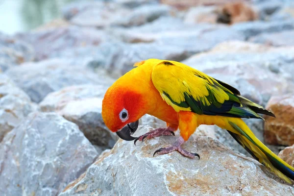 Ładny conure słońce w piękny postawy — Zdjęcie stockowe